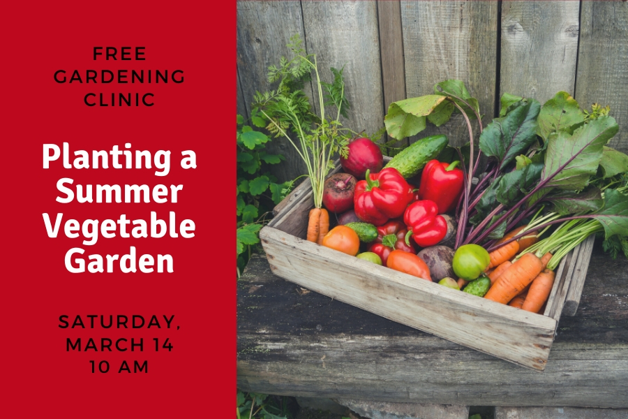 Summer Vegetable Planting Guide