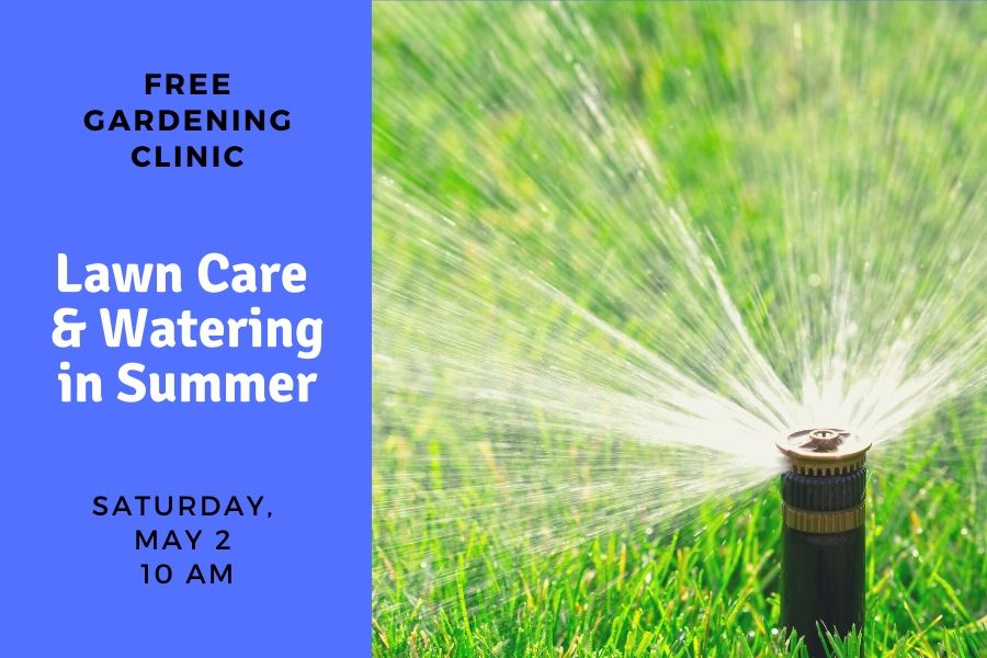 Lawn Care & Watering in Summer