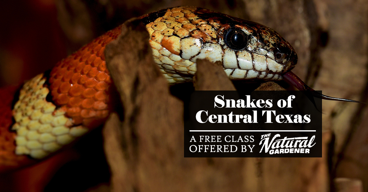 Free Class: Snakes of Central Texas