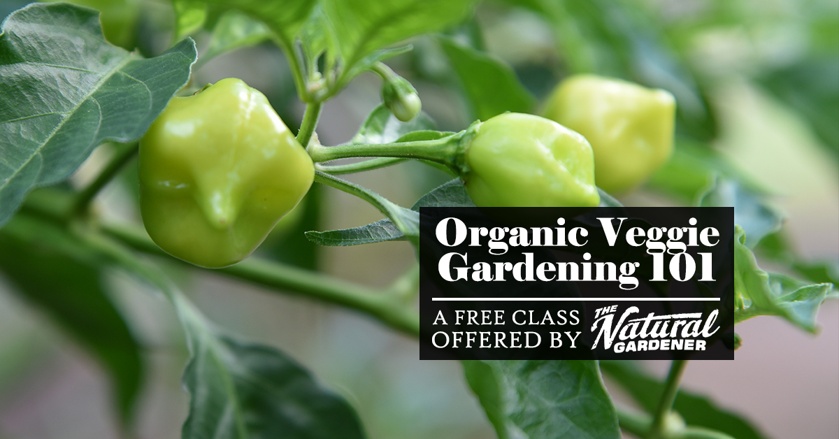 Free Class: Organic Veggie Gardening 101