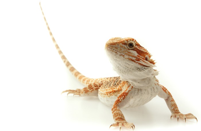 HERPS Conroe Exotic Reptile & Pet Show