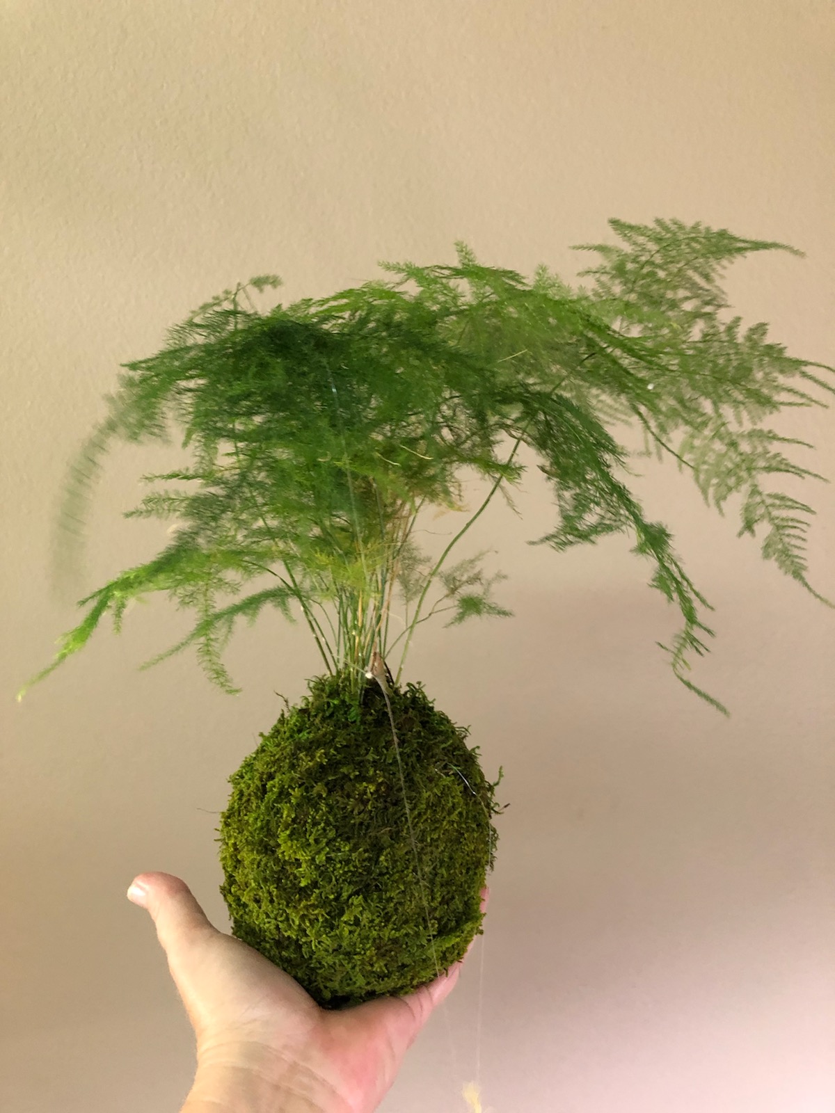 Virtual DIY - Make a Kokedama