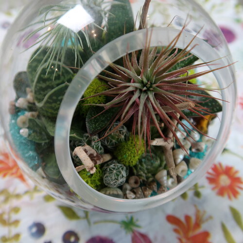 Virtual DIY - Make a Mini Terrarium Class