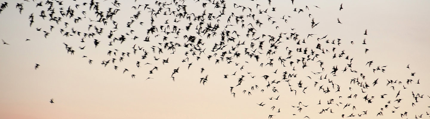 Virtual Family Program: Batty About Bats