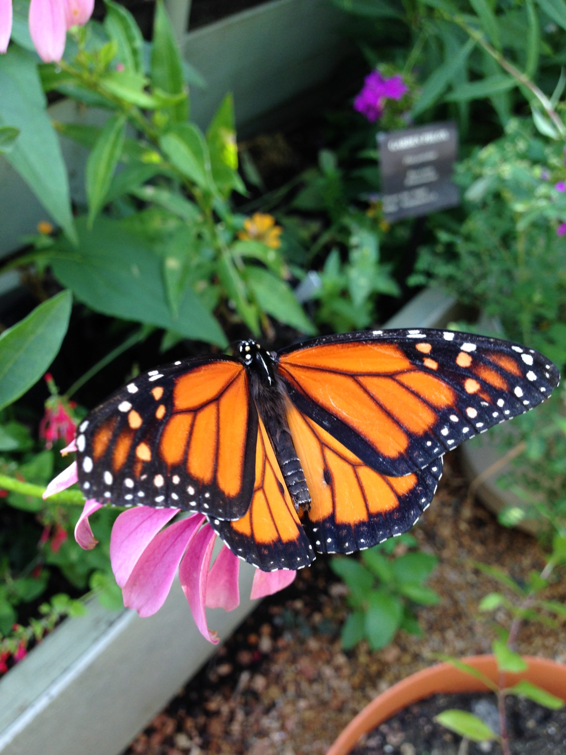 Native Texas Butterfly House and Garden