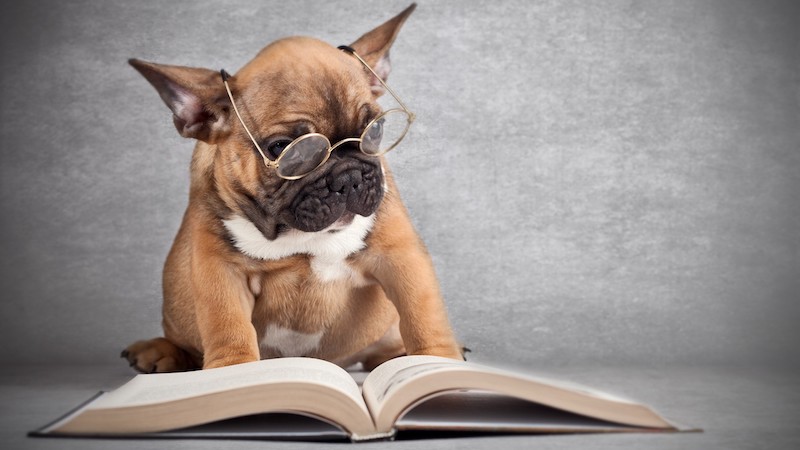 Pup Fiction Book Club: Life of Pi