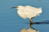 Snowy Egret, Riparian Preserve