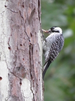 Sam Houston National Forest is home to various flora and fauna, including the endagered red-cockaded woodpecker. (Courtesy Texas A&M Forest Service)