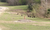 Feral hogs, seen here in neighboring Harris County, have been reported as a nuisance in parts of Montgomery County along Spring Creek, including The Woodlands. (Kelly Schafler/Community Impact Newspaper)