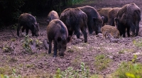 feral hogs, Seabrook
