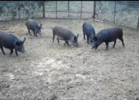 Montgomery County Precinct 3 traps have caught about 30 feral hogs so far. (Courtesy Montgomery County Precinct 3)