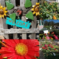 Hillside Nursery has added curbside pickup and delivery options for customers who want plants and social distance. (Courtesy Hillside Nursery)