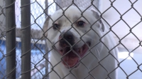 Pet adoptions are up so far in March, the local animal shelter reports. (Courtesy city of Richardson)