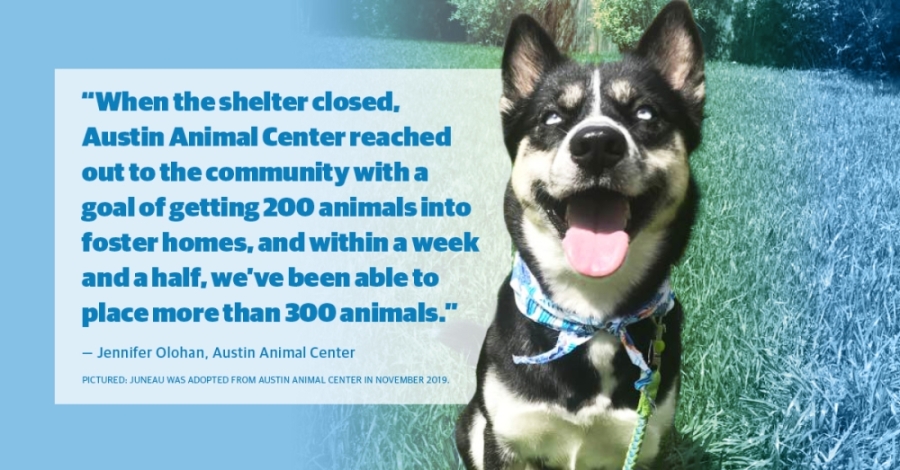 Animal adoption, foster numbers up as Austin community comes together to  support shelters | Community Impact