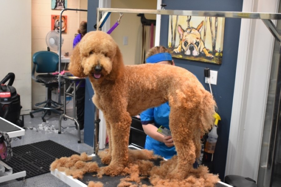 The Pampered Pooch offers a variety of grooming and spa services for dogs of all breeds and sizes as well as doggy day care and boarding services for owners who are out of town. (Photos by Alex Hosey/Community Impact Newspaper)