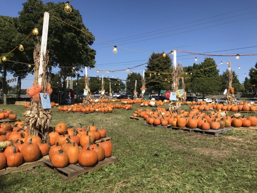 pumpkin patch calendar