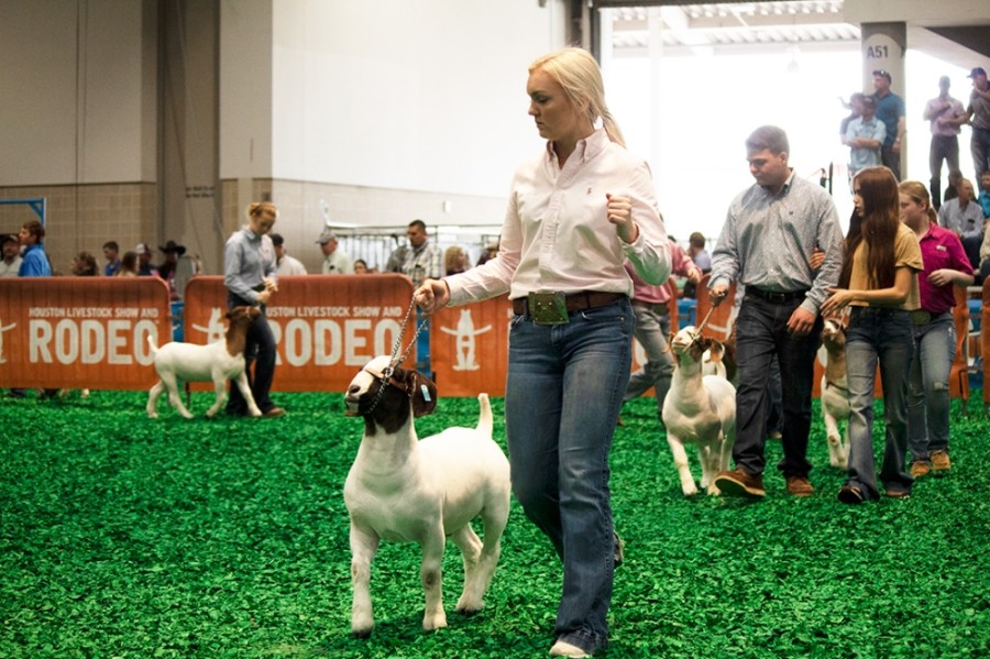 By foregoing the Open Show, HLSR officials said they will be able to limit the number of on-site participants and spread out Junior Show events over a longer period of time. (Courtesy Houston Livestock Show and Rodeo)