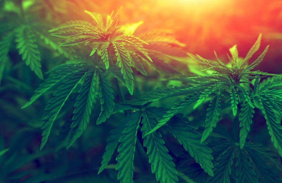 Medical marijuana facilities across the state can now apply for recreational marijuana licenses, according to the Arizona Department of Health Services. (Courtesy Adobe Stock)