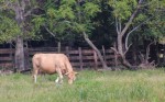In addition to produce, Theiss Farms offers grass-fed beef. The family’s herd of cattle grazes in a pasture near the intersection of Spring Cypress and Stuebner Airline roads. (Hannah Zedaker/Community Impact Newspaper)