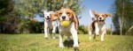 Pet owners are advised to keep their dogs out of Lake Travis. (Courtesy Adobe Stock)