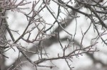 frozen tree