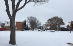 tree and snow