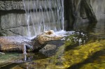 The Houston Interactive Aquarium & Animal Preserve's marine building has sharks, turtles, stingrays, alligators, fish and eels. (Kelly Schafler/Community Impact Newspaper)