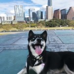 Juneau was adopted at Austin Animal Center in November 2019. (Amy Rae Dadamo/Community Impact Newspaper)