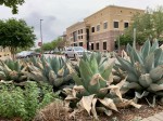 Succulent plants, like these agave, or century plants, at the Hill Country Galleria, were severely damaged by the 2021 winter storm. (Greg Perliski/Community Impact Newspaper).