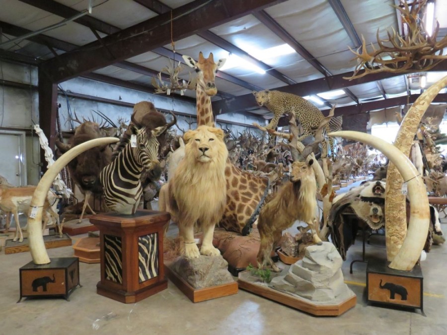Taxidermy King auction