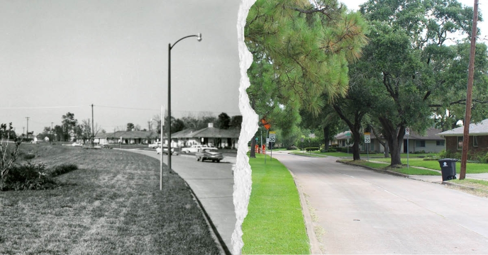 The passage of time in Meyerland brought a row of tall trees to a segment of South Rice Avenue between Runnymeade Drive and South Braeswood Boulevard. (Photos courtesy Woodson Research Center, Rice University, Savannah Kuchar/Community Impact Newspaper)