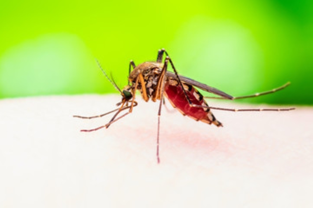The city will increase mosquito spraying to twice a week, and officials advise residents to protect themselves with long sleeves and insect repellent. (Courtesy Adobe Stock)