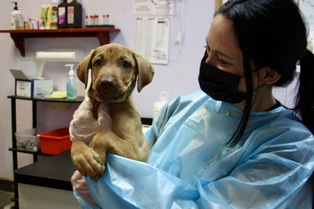 Animals are tested for diseases and parasites when they arrive at the HSNBA before they are vaccinated and sterilized. (Lauren Canterberry/Community Impact Newspaper)