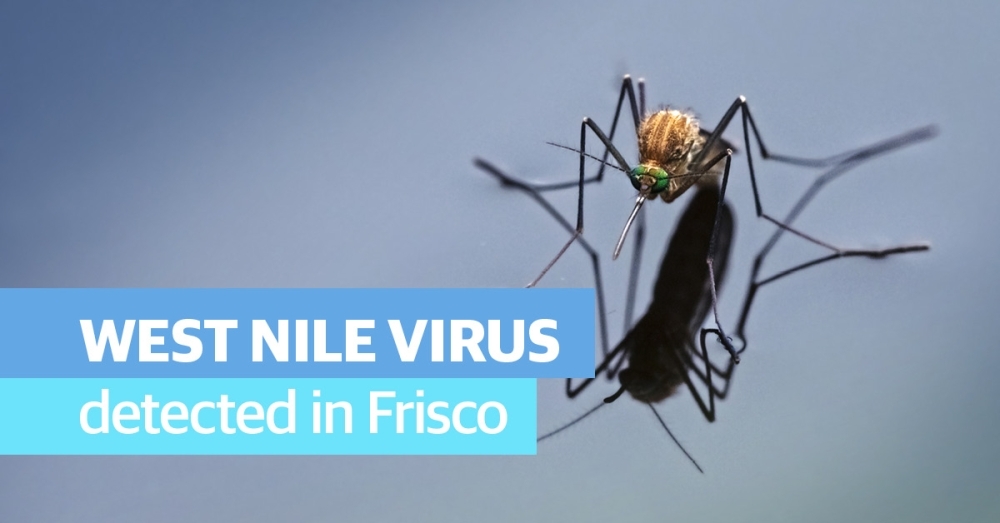 Frisco confirmed its 33rd mosquito pool that tested positive for West Nile virus. (Courtesy Adobe Stock)