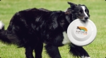 This inaugural festival will feature events for families and their furry friends. (Courtsey/Puptopia Fest)