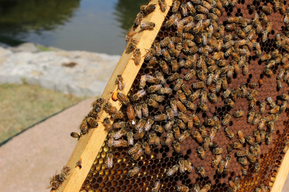 bees and their queen on a frame