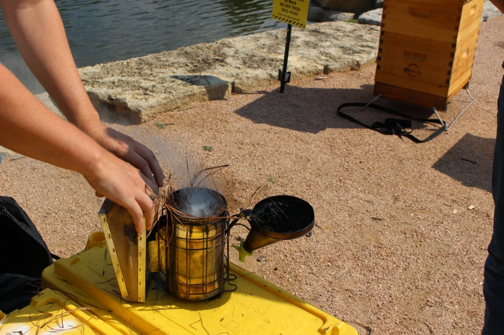 Beekeeper Rock Delliquanti fills a smoker with pine straw. Smoke alerts bees that the beekeepers are coming into their hive. (Brooklynn Cooper/Community Impact Newspaper)