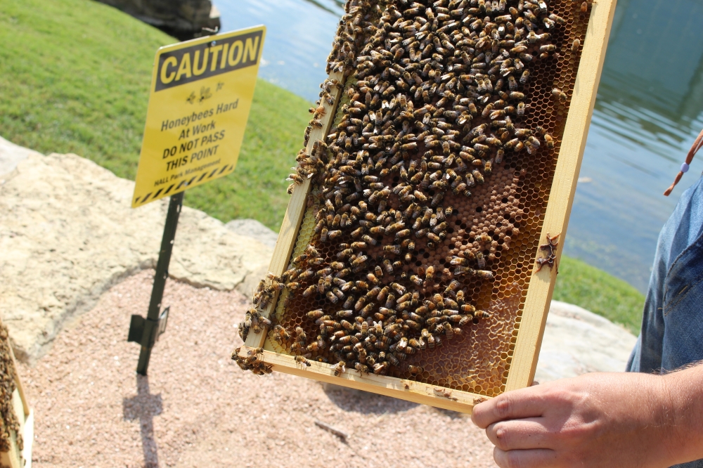 Beekeeper Rock Delliquanti holds a frame in Hall Park where bees have created a wax seal in the bottom right corner. (Brooklynn Cooper/Community Impact Newspaper)