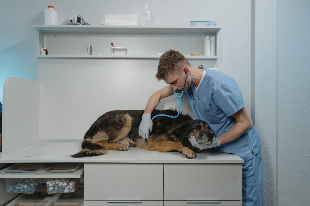 The group specializes in being a place for pets to go when their family veterinarian is closed.. (Courtesy Pexels)