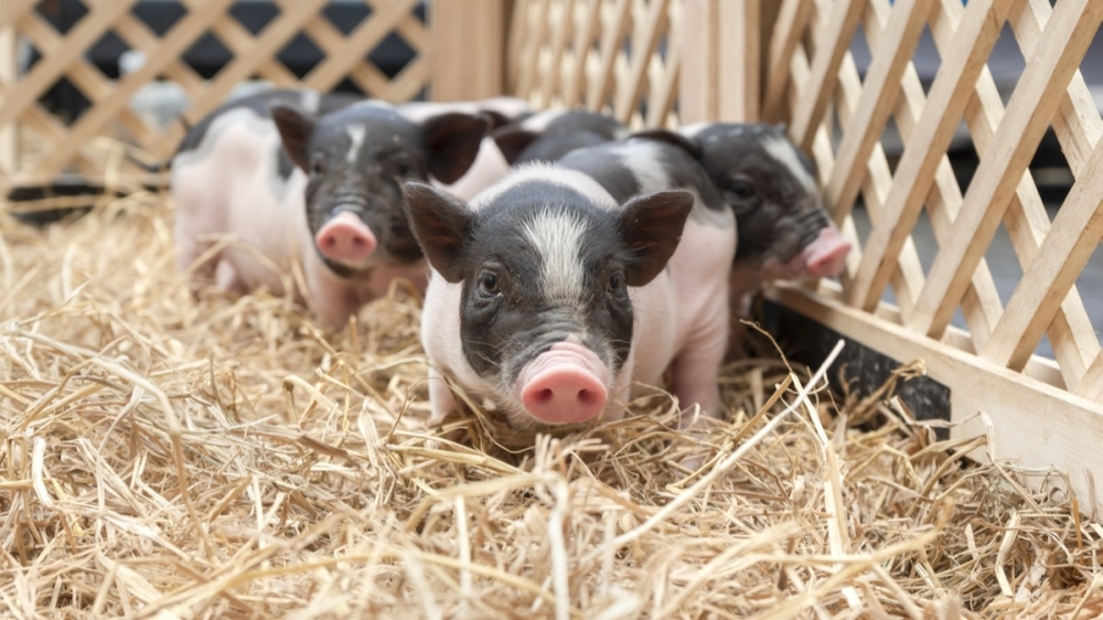 McKinney City Council will consider modifying an ordinance to allow residents to keep potbellied pigs as pets at its Dec. 7 meeting. (Courtesy Adobe Stock)