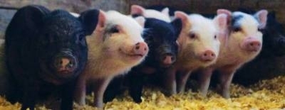 McKinney residents are now able to keep potbellied pigs as pets. (Community Impact Newspaper file photo)