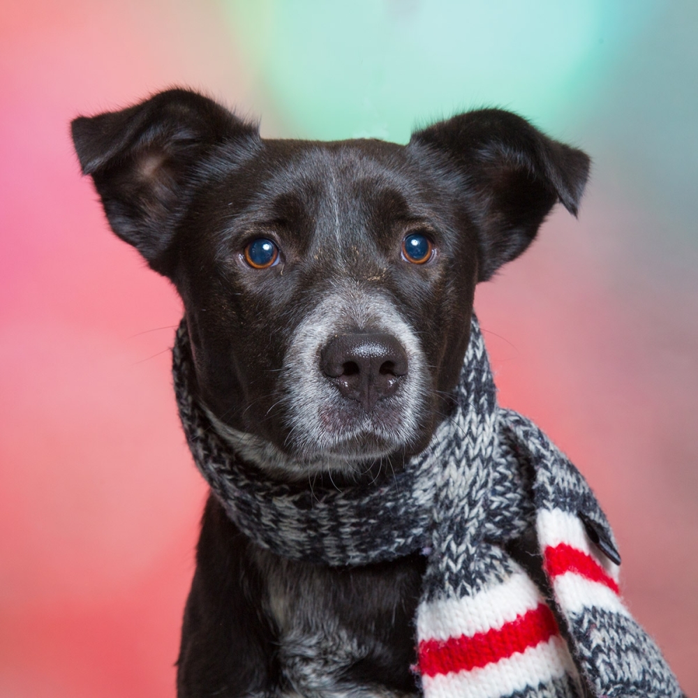 Drew is one of the available pets for adoption at the Williamson County Animal Center. The center is hoping to clear out kennels for Christmas with Operation Silent Night, when volunteers take home unadopted animals for the Christmas weekend. (Courtesy Williamson County Animal Center)