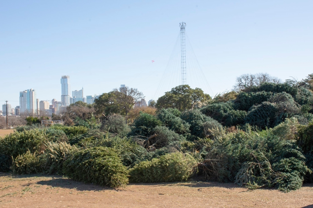 Photo of holiday trees in Zilker Park