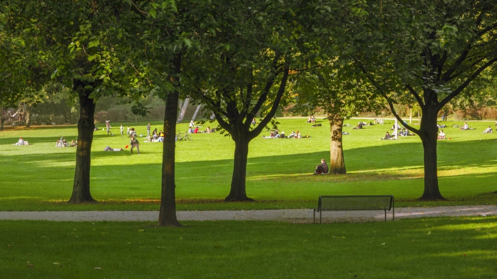 people sitting on green open space near trees