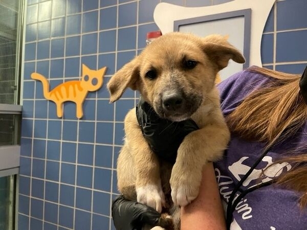 Puppy Camilo and other adoptable animals at the Austin Animal Center will still be taken care of on Sundays, though the shelter will be closed to the public temporarily starting Jan. 23. (Courtesy Austin Animal Center)