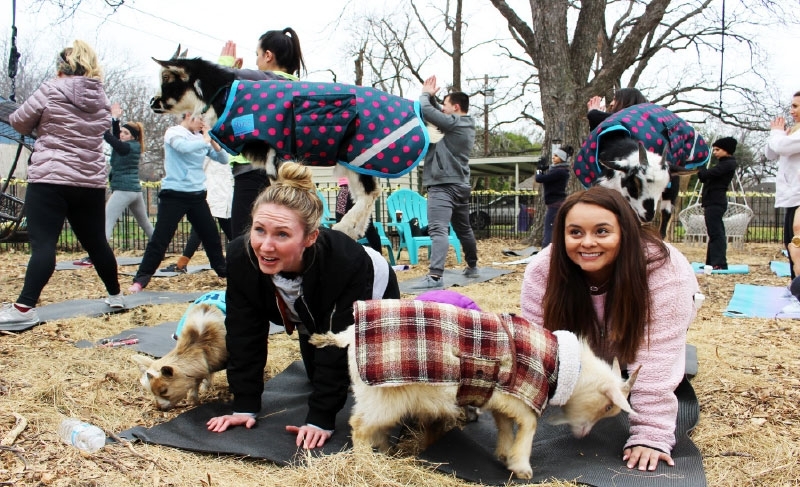 Goats will be able to interact with yoga participants. (Courtesy Goat Yoga Dallas)