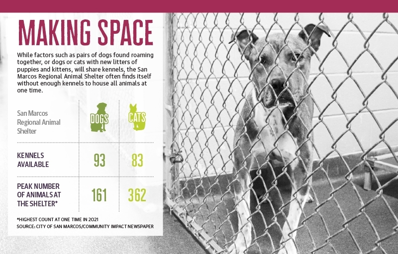 Lone county animal shelter navigates frequent overcapacity | Community  Impact