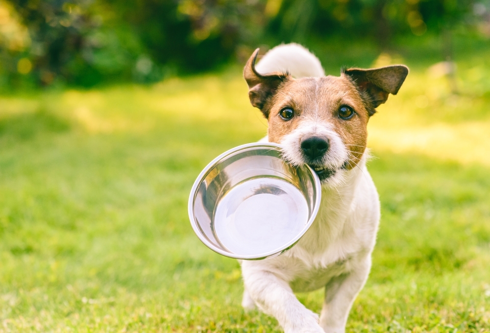 can dog drink water before teeth cleaning