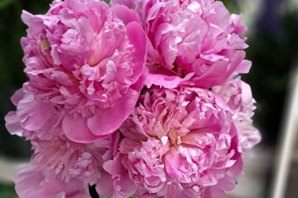 Peonies are a common flower for Mother's Day, known for their 'premium quality and delicate touch', according to the owner of Backstage Florist in Richardson (Jackson King/Community Impact)