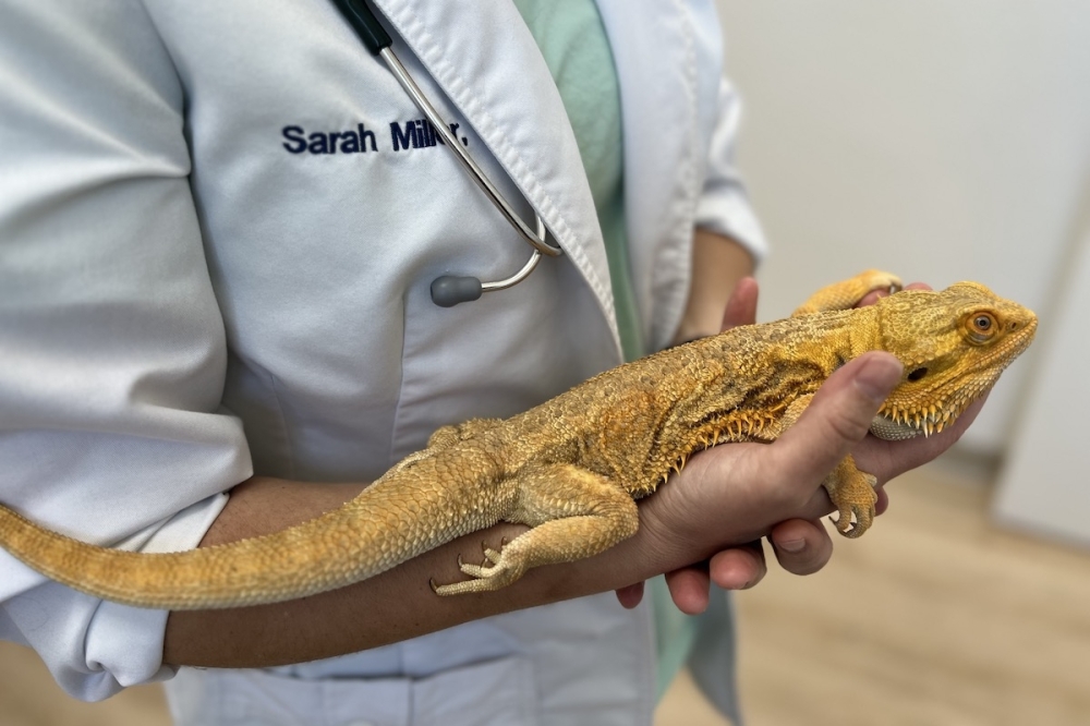 Bearded Dragon Health Concerns  Long Island Avian & Exotic Vet Clinic